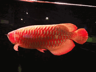 有哪些藥物可以治療龍魚嘴抽搐？，治療龍魚嘴抽搐的藥物選擇