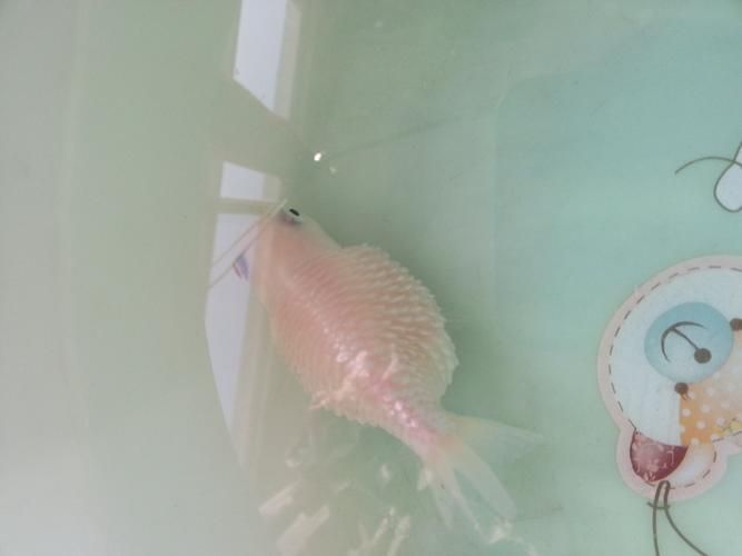 提供更多魚立鱗病的圖片，如何判斷魚是否患立鱗病