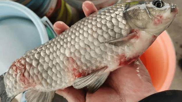 提供更多魚立鱗病的圖片，如何判斷魚是否患立鱗病