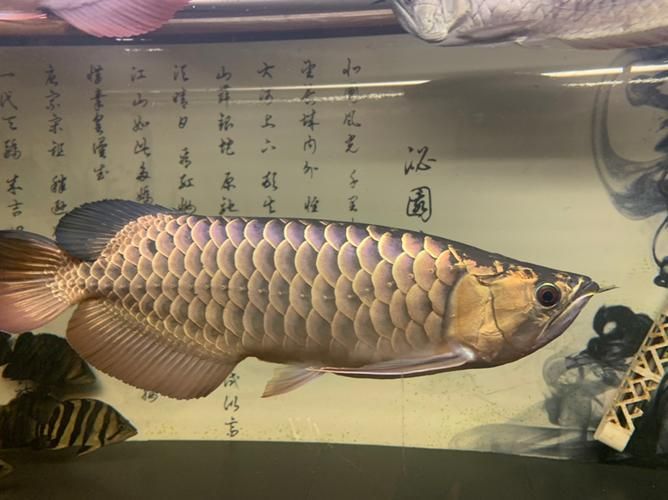 立達龍魚的市場價格如何？，立達龍魚的價格如何？