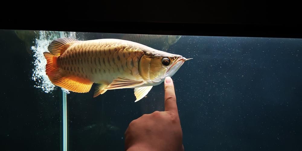 立達龍魚的市場價格如何？，立達龍魚的價格如何？