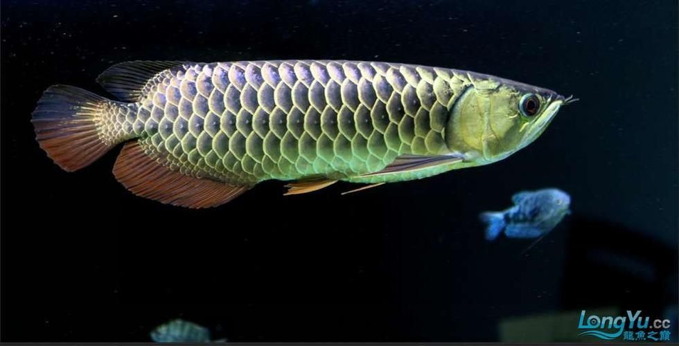 立達龍魚的市場價格如何?,立達龍魚的價格如何?