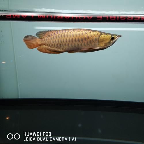 立達龍魚的市場價格如何？，立達龍魚的價格如何？