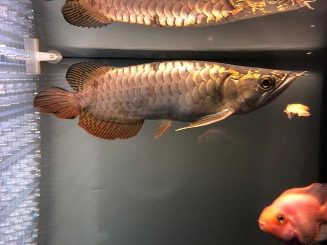 立達龍魚的市場價格如何？，立達龍魚的價格如何？