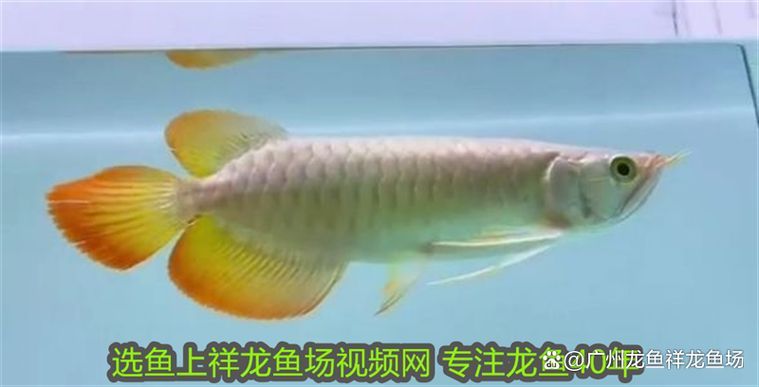 如何判斷赫舞紅龍魚是否健康？，如何判斷赫舞紅龍魚是否健康用戶要求1000字內容和配圖 如何判斷赫舞紅龍魚是否健康？，如何判斷赫舞紅龍魚是否健康用戶要求1000字內容和配圖 龍魚百科 第10張