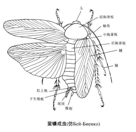 有哪些天然方法防治鲺和魚虱