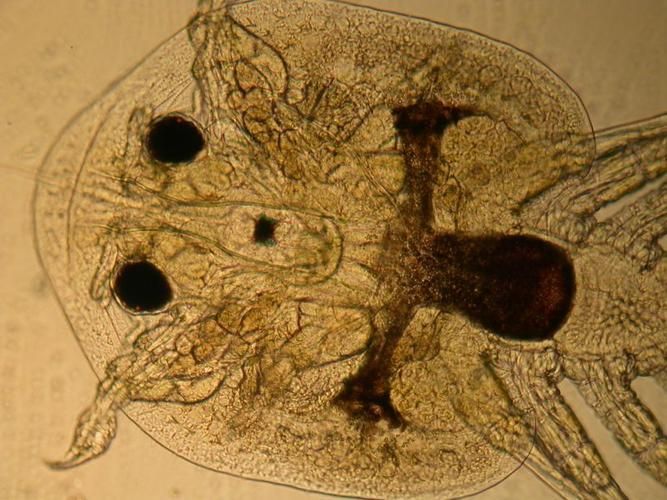 有哪些天然方法防治鲺和魚虱