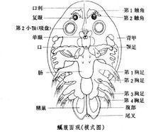 有哪些天然方法防治鲺和魚虱