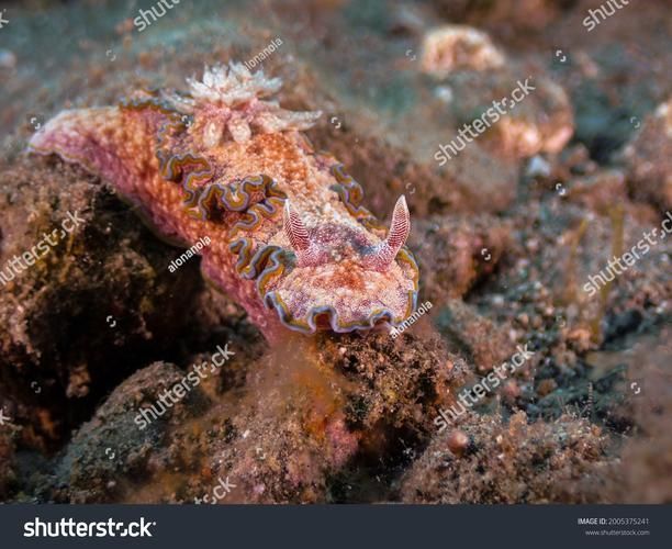 如何預(yù)防龍魚魚鰓邊緣發(fā)黑?,理完成,龍魚魚鰓邊緣發(fā)黑是,觀賞魚飼養(yǎng)中的典型 龍魚百科 第3張 如何預(yù)防龍魚魚鰓邊緣發(fā)黑?,理完成,龍魚魚鰓邊緣發(fā)黑是,觀賞魚飼養(yǎng)中的典型 如何預(yù)防龍魚魚鰓邊緣發(fā)黑?,理完成,龍魚魚鰓邊緣發(fā)黑是,觀賞魚飼養(yǎng)中的典型 龍魚百科 第3張