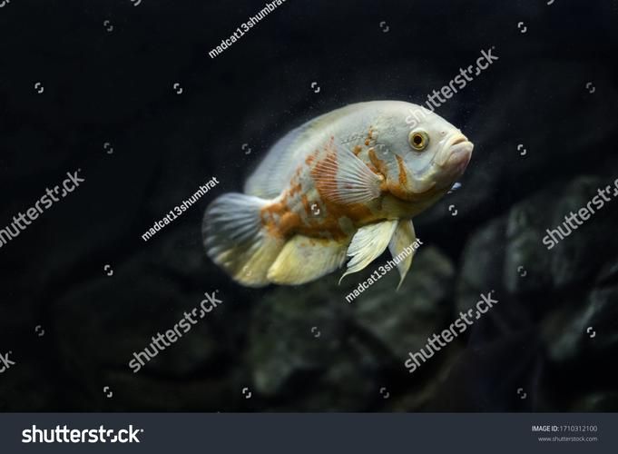 如何預(yù)防龍魚魚鰓邊緣發(fā)黑?,理完成,龍魚魚鰓邊緣發(fā)黑是,觀賞魚飼養(yǎng)中的典型 龍魚百科 第5張 如何預(yù)防龍魚魚鰓邊緣發(fā)黑?,理完成,龍魚魚鰓邊緣發(fā)黑是,觀賞魚飼養(yǎng)中的典型 如何預(yù)防龍魚魚鰓邊緣發(fā)黑?,理完成,龍魚魚鰓邊緣發(fā)黑是,觀賞魚飼養(yǎng)中的典型 龍魚百科 第5張