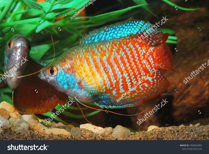 如何預(yù)防龍魚魚鰓邊緣發(fā)黑?,理完成,龍魚魚鰓邊緣發(fā)黑是,觀賞魚飼養(yǎng)中的典型 龍魚百科 第4張 如何預(yù)防龍魚魚鰓邊緣發(fā)黑?,理完成,龍魚魚鰓邊緣發(fā)黑是,觀賞魚飼養(yǎng)中的典型 如何預(yù)防龍魚魚鰓邊緣發(fā)黑?,理完成,龍魚魚鰓邊緣發(fā)黑是,觀賞魚飼養(yǎng)中的典型 龍魚百科 第4張