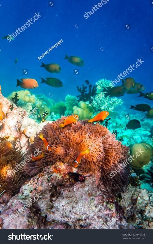 如何預(yù)防龍魚魚鰓邊緣發(fā)黑?,理完成,龍魚魚鰓邊緣發(fā)黑是,觀賞魚飼養(yǎng)中的典型 龍魚百科 第1張 如何預(yù)防龍魚魚鰓邊緣發(fā)黑?,理完成,龍魚魚鰓邊緣發(fā)黑是,觀賞魚飼養(yǎng)中的典型 如何預(yù)防龍魚魚鰓邊緣發(fā)黑?,理完成,龍魚魚鰓邊緣發(fā)黑是,觀賞魚飼養(yǎng)中的典型 龍魚百科 第1張