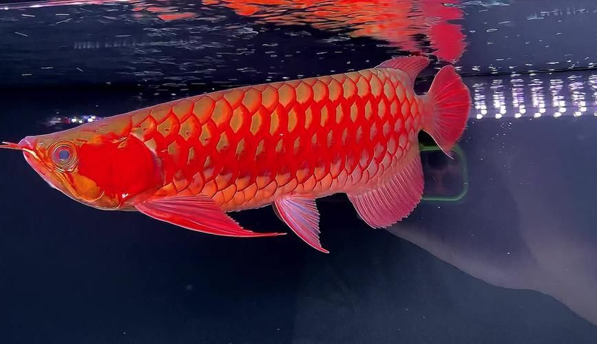 祥龍魚場的紅龍魚價格是多少？，祥龍魚場的紅龍魚價格是多少