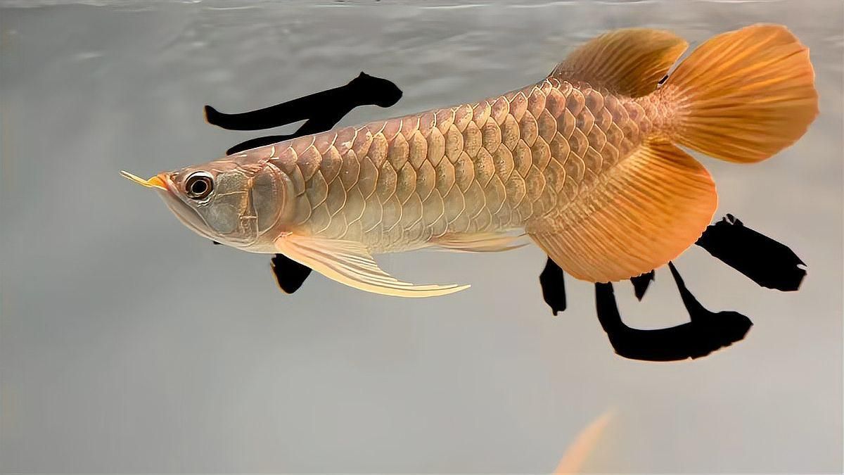 大湖紅龍魚有哪些獨特特征？，大湖紅龍魚有哪些獨特的特征，大湖紅龍魚有哪些特征 大湖紅龍魚有哪些獨特特征？，大湖紅龍魚有哪些獨特的特征，大湖紅龍魚有哪些特征 龍魚百科 第1張