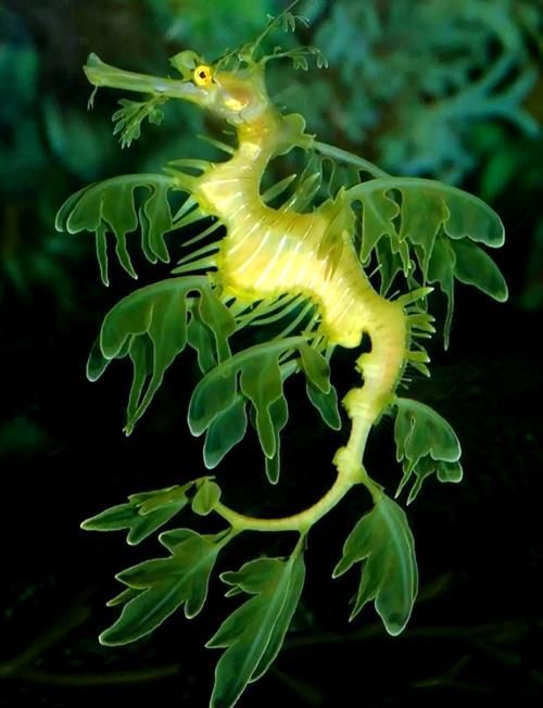 如何區分不同種類的海龍魚？，如何區分不同種類海龍魚