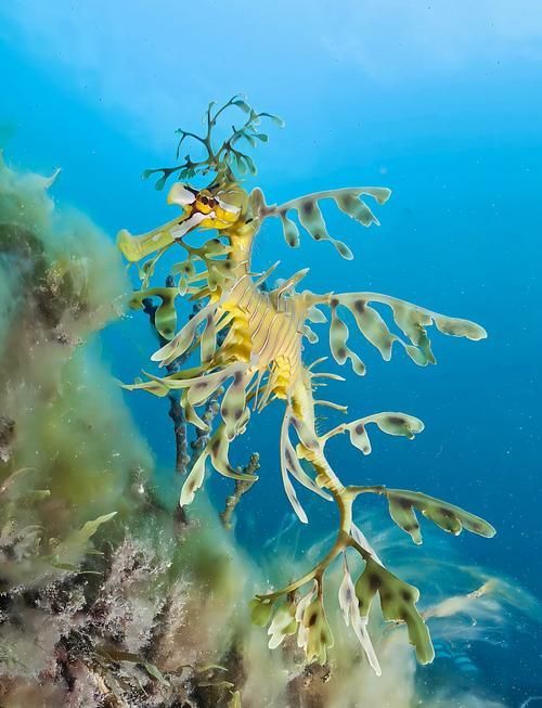 如何區分不同種類的海龍魚？，如何區分不同種類海龍魚