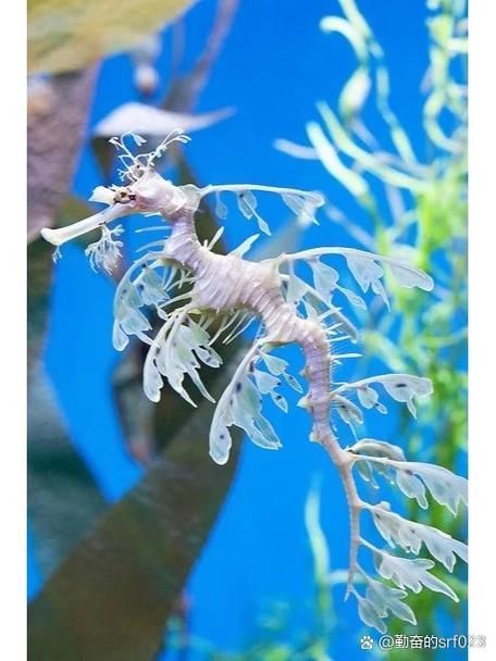 如何區分不同種類的海龍魚？，如何區分不同種類海龍魚