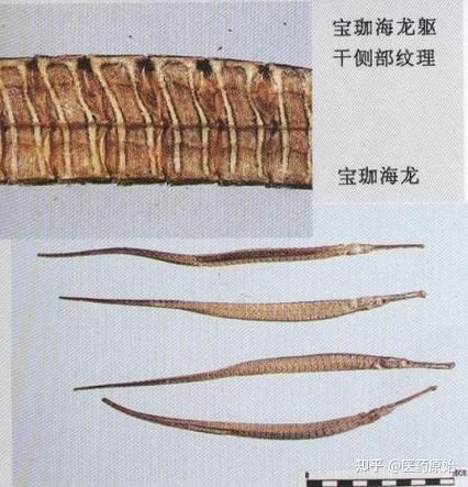 如何區分不同種類的海龍魚？，如何區分不同種類海龍魚