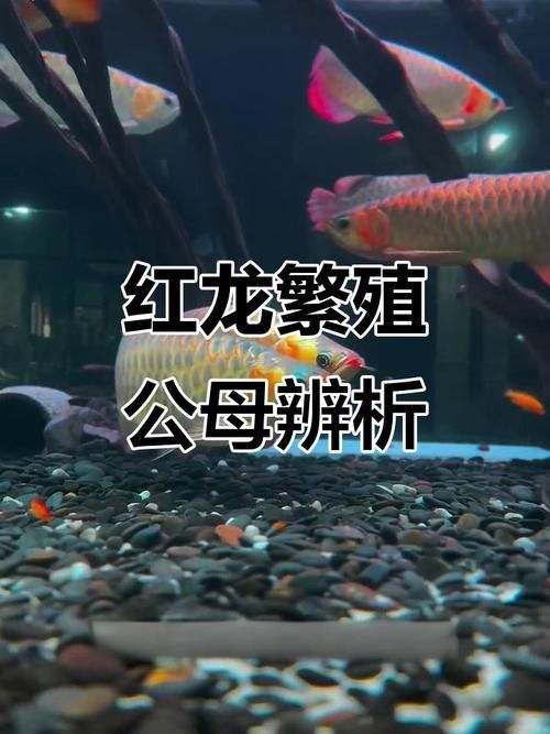 給我一些區分赤血紅龍魚等級的圖片，如何區分赤血紅龍魚的等級？ 給我一些區分赤血紅龍魚等級的圖片，如何區分赤血紅龍魚的等級？ 龍魚百科 第13張