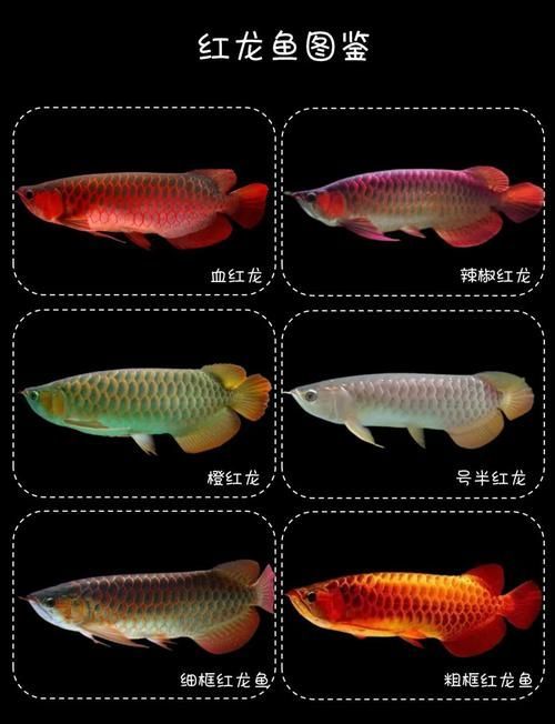 給我一些區分赤血紅龍魚等級的圖片，如何區分赤血紅龍魚的等級？ 給我一些區分赤血紅龍魚等級的圖片，如何區分赤血紅龍魚的等級？ 龍魚百科 第6張