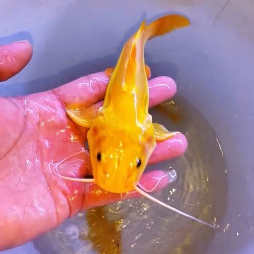 撒旦鴨嘴魚有哪些品種？，撒旦鴨嘴魚哪個(gè)品種最珍貴撒旦鴨嘴魚哪個(gè)品種最珍貴 撒旦鴨嘴魚有哪些品種？，撒旦鴨嘴魚哪個(gè)品種最珍貴撒旦鴨嘴魚哪個(gè)品種最珍貴 龍魚百科 第4張