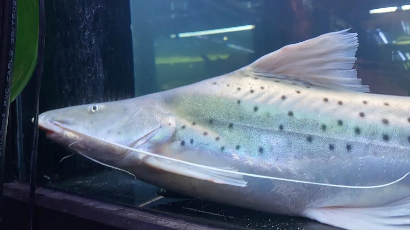 撒旦鴨嘴魚有哪些品種？，撒旦鴨嘴魚哪個(gè)品種最珍貴撒旦鴨嘴魚哪個(gè)品種最珍貴 撒旦鴨嘴魚有哪些品種？，撒旦鴨嘴魚哪個(gè)品種最珍貴撒旦鴨嘴魚哪個(gè)品種最珍貴 龍魚百科 第3張