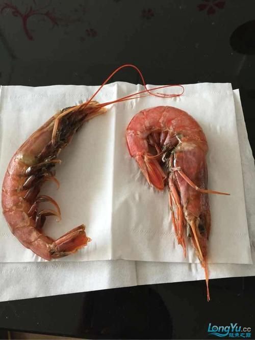 有哪些視頻教程可以演示龍魚喂食海蝦?,龍魚喂食海蝦的視頻教程 龍魚百科 第6張 有哪些視頻教程可以演示龍魚喂食海蝦?,龍魚喂食海蝦的視頻教程 有哪些視頻教程可以演示龍魚喂食海蝦?,龍魚喂食海蝦的視頻教程 龍魚百科 第6張