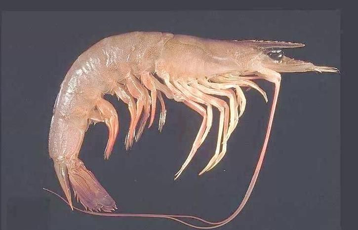 有哪些視頻教程可以演示龍魚喂食海蝦?,龍魚喂食海蝦的視頻教程 龍魚百科 第3張 有哪些視頻教程可以演示龍魚喂食海蝦?,龍魚喂食海蝦的視頻教程 有哪些視頻教程可以演示龍魚喂食海蝦?,龍魚喂食海蝦的視頻教程 龍魚百科 第3張
