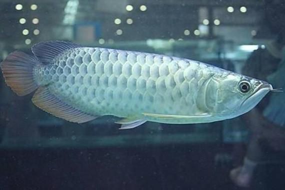 有哪些視頻教程可以演示龍魚喂食海蝦?,龍魚喂食海蝦的視頻教程 龍魚百科 第4張 有哪些視頻教程可以演示龍魚喂食海蝦?,龍魚喂食海蝦的視頻教程 有哪些視頻教程可以演示龍魚喂食海蝦?,龍魚喂食海蝦的視頻教程 龍魚百科 第4張