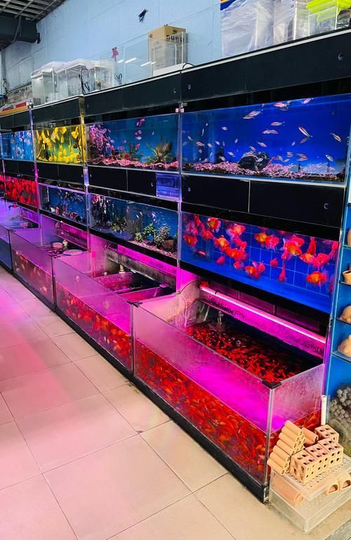觀賞魚批發，西安觀賞魚批發