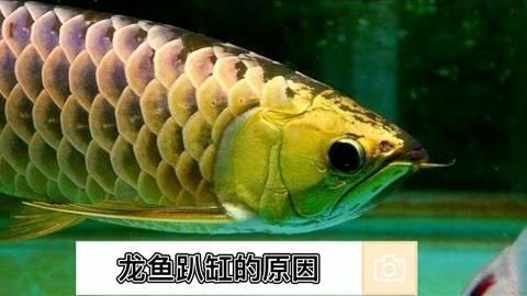 龍魚(yú)經(jīng)常性趴缸可能是哪些疾??？，龍魚(yú)常見(jiàn)疾病對(duì)照表