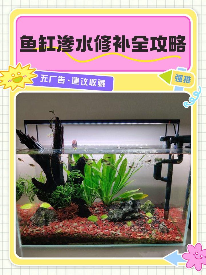 如何判斷龍魚缸是否漏水？，如何判斷龍魚缸是否漏水 如何判斷龍魚缸是否漏水？，如何判斷龍魚缸是否漏水 龍魚百科 第2張