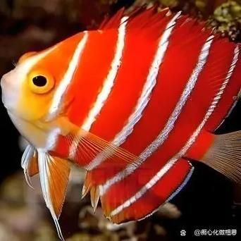 如何飼養紅薄荷神仙魚,紅薄荷神仙魚的飼養技術 龍魚百科 第2張 如何飼養紅薄荷神仙魚,紅薄荷神仙魚的飼養技術 如何飼養紅薄荷神仙魚,紅薄荷神仙魚的飼養技術 龍魚百科 第2張