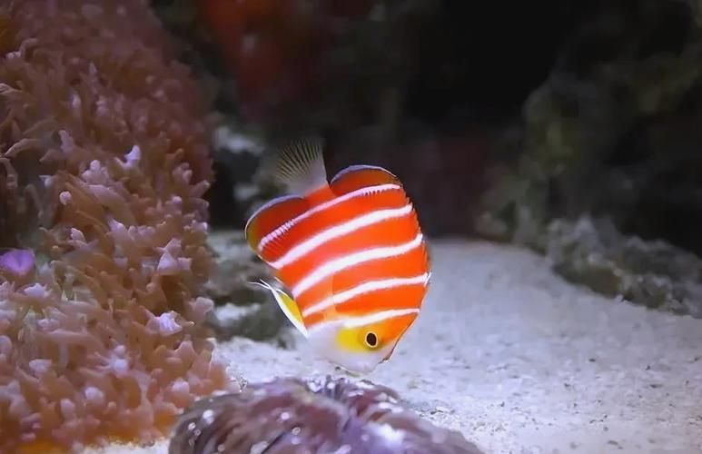 如何飼養紅薄荷神仙魚,紅薄荷神仙魚的飼養技術 龍魚百科 第1張 如何飼養紅薄荷神仙魚,紅薄荷神仙魚的飼養技術 如何飼養紅薄荷神仙魚,紅薄荷神仙魚的飼養技術 龍魚百科 第1張