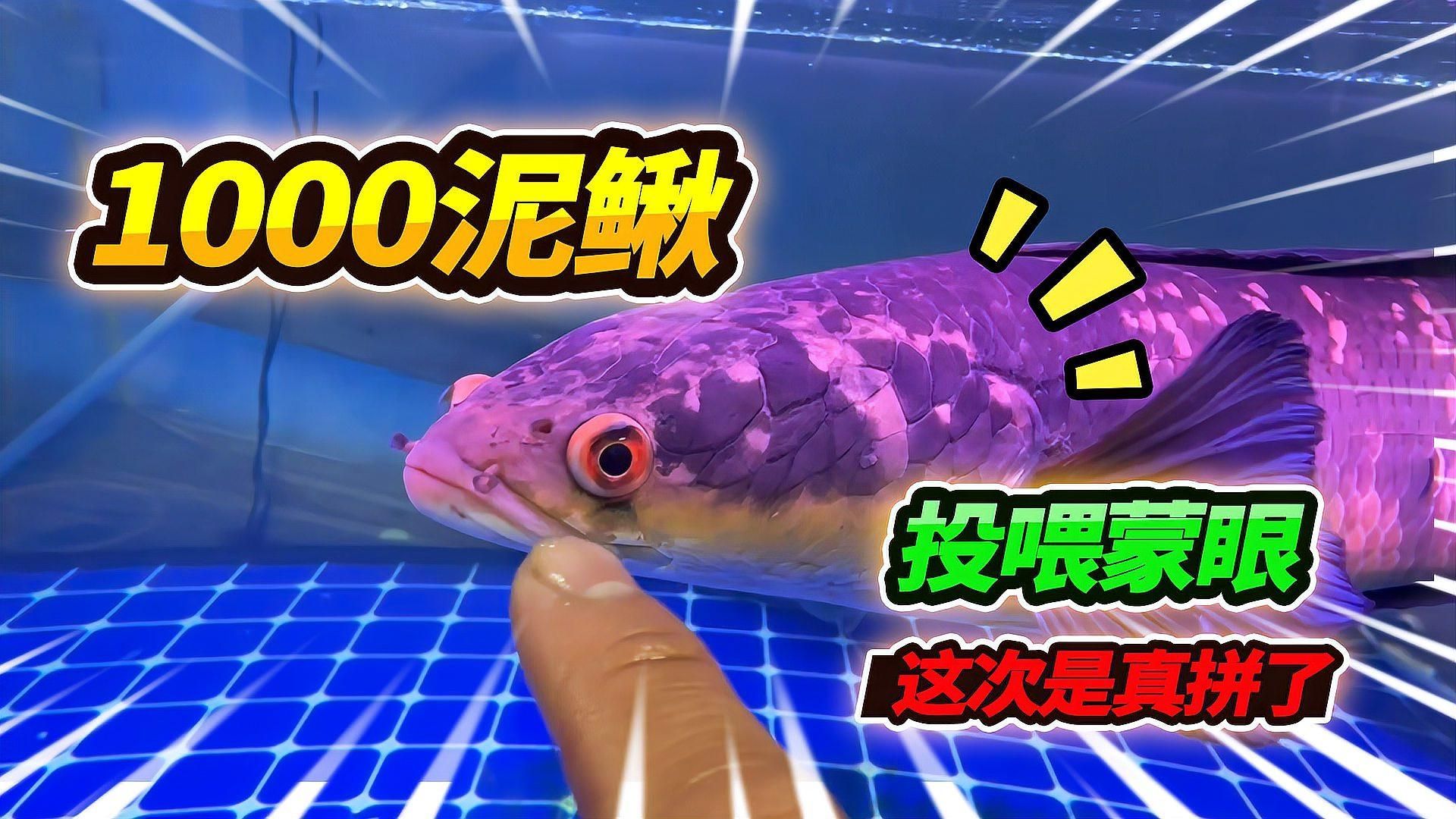 龍魚吃泥鰍多久消化？，龍魚吃泥鰍多久消化，