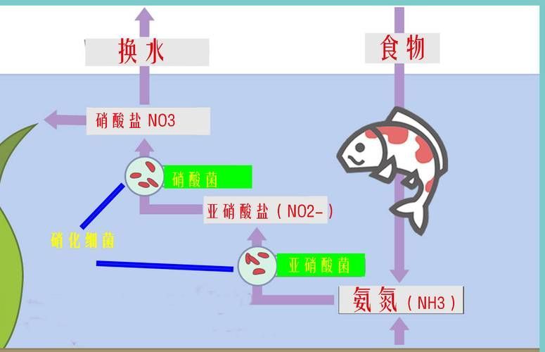 魚缸擺放多久見效?,魚缸“見效”的核心機制 龍魚百科 第5張 魚缸擺放多久見效?,魚缸“見效”的核心機制 魚缸擺放多久見效?,魚缸“見效”的核心機制 龍魚百科 第5張