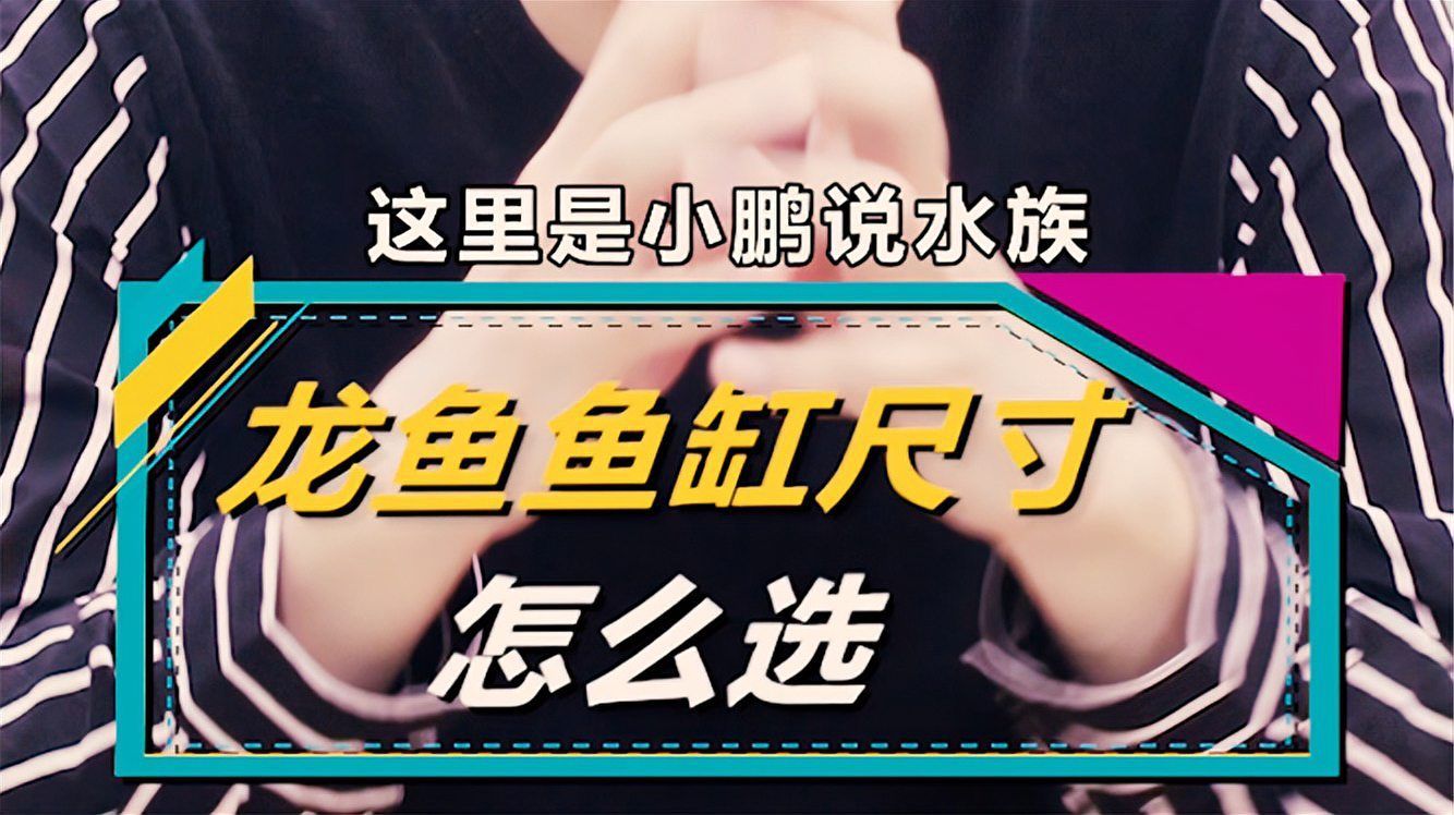 如何計算龍魚缸的寬度？，養龍魚，魚缸寬度是決定其健康與體型發育關鍵因素的關鍵因素