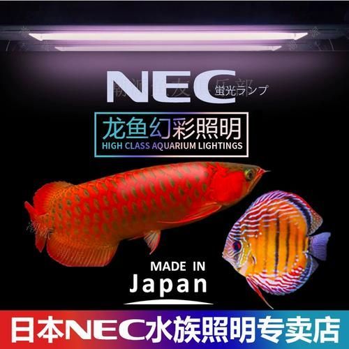 哪里可以購買到正品nec龍魚燈？，nec龍魚燈的購買避坑指南