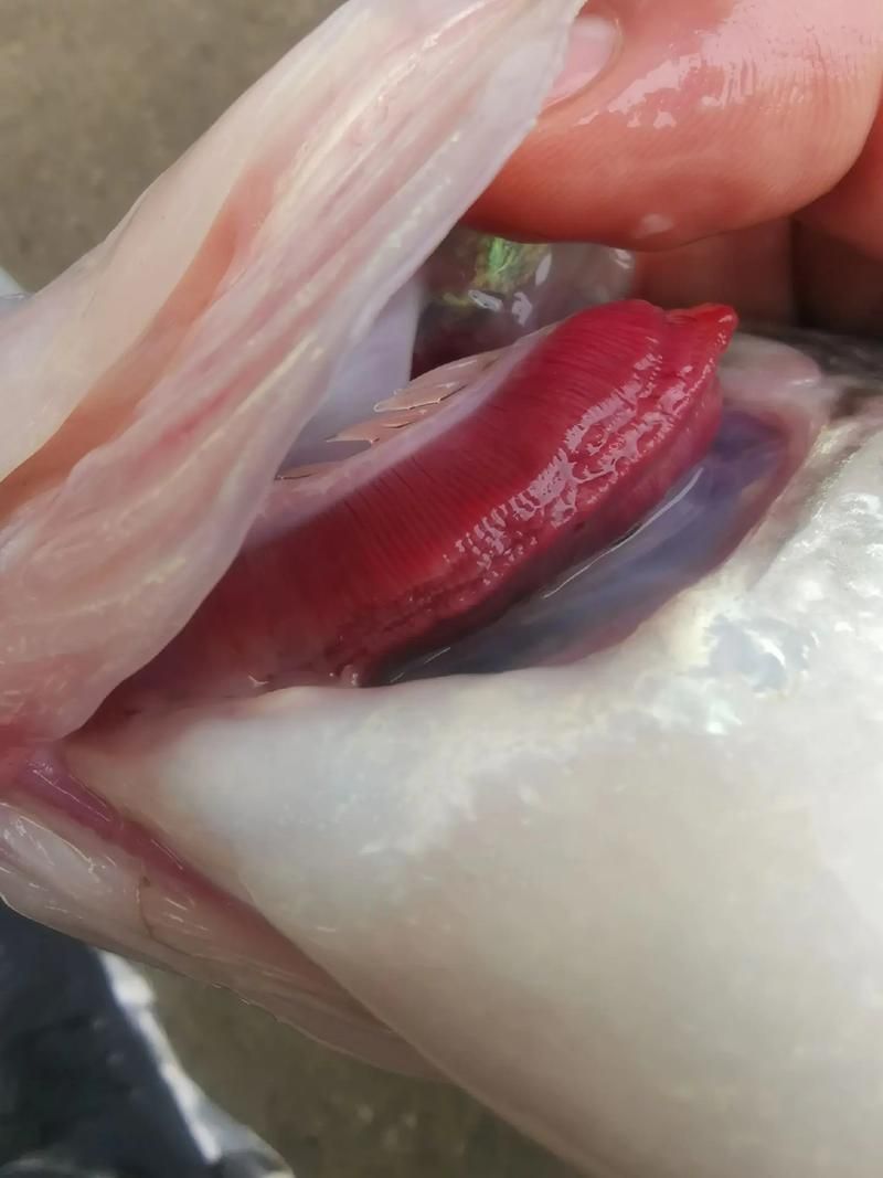 魚鰓蓋爛了最簡單三個妙招，魚鰓蓋爛了最簡單三個妙招詳解+配圖指導 魚鰓蓋爛了最簡單三個妙招，魚鰓蓋爛了最簡單三個妙招詳解+配圖指導 龍魚百科 第11張