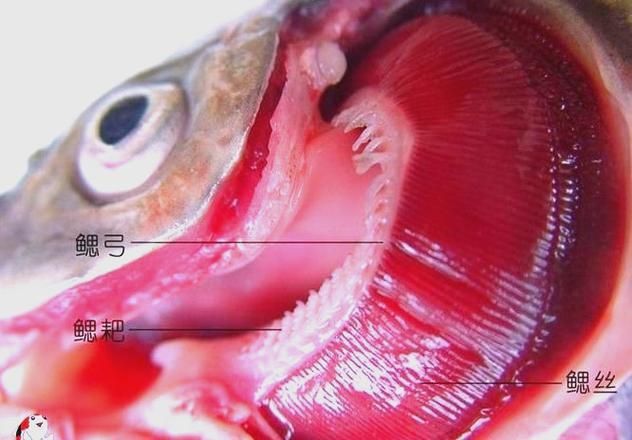 魚鰓蓋爛了最簡單三個妙招，魚鰓蓋爛了最簡單三個妙招詳解+配圖指導 魚鰓蓋爛了最簡單三個妙招，魚鰓蓋爛了最簡單三個妙招詳解+配圖指導 龍魚百科 第7張