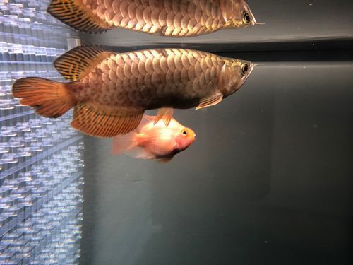 立達龍魚的市場價格是多少，立達龍魚市場價格是多少如何辨別立達龍魚的真偽 立達龍魚的市場價格是多少，立達龍魚市場價格是多少如何辨別立達龍魚的真偽 龍魚百科 第5張