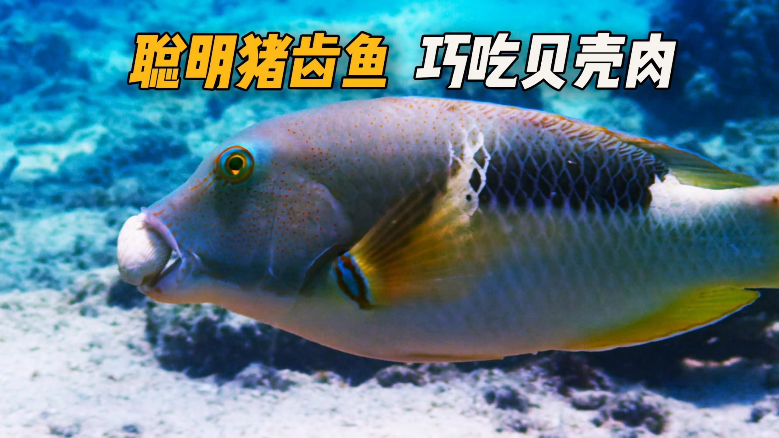 豬齒魚為什么選擇敲擊貝殼，豬齒魚為什么選擇敲擊貝殼豬齒魚之所以選擇敲擊貝殼