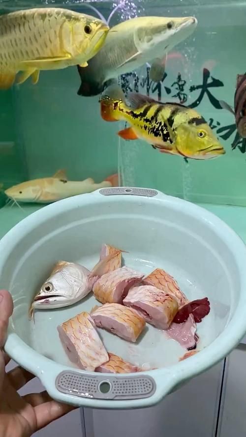 龍魚(yú)趴缸人一來(lái)就起來(lái)，如何訓(xùn)練它適應(yīng)？，如何訓(xùn)練龍魚(yú)“人一來(lái)就起來(lái)” 龍魚(yú)趴缸人一來(lái)就起來(lái)，如何訓(xùn)練它適應(yīng)？，如何訓(xùn)練龍魚(yú)“人一來(lái)就起來(lái)” 龍魚(yú)百科 第4張