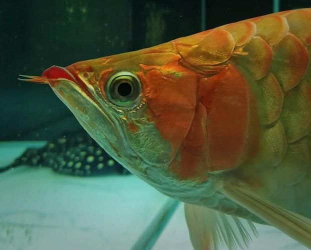 龍魚(yú)趴缸人一來(lái)就起來(lái)，如何訓(xùn)練它適應(yīng)？，如何訓(xùn)練龍魚(yú)“人一來(lái)就起來(lái)” 龍魚(yú)趴缸人一來(lái)就起來(lái)，如何訓(xùn)練它適應(yīng)？，如何訓(xùn)練龍魚(yú)“人一來(lái)就起來(lái)” 龍魚(yú)百科 第5張