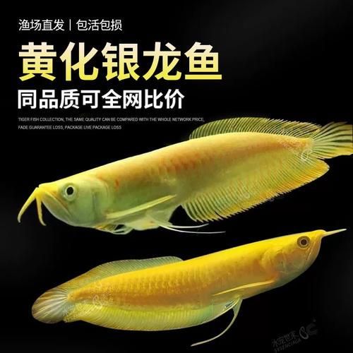 白子紅龍魚的價格范圍是多少？