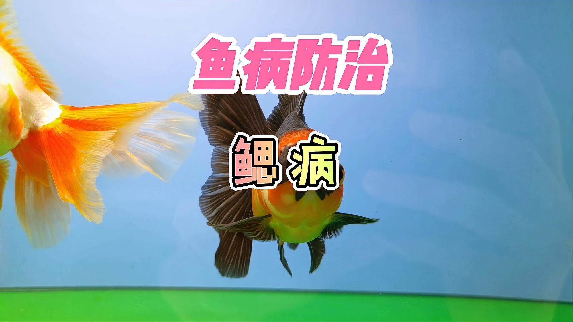 有哪些魚鰓病治療方法，養魚筆記第2季101集 有哪些魚鰓病治療方法，養魚筆記第2季101集 龍魚百科 第2張