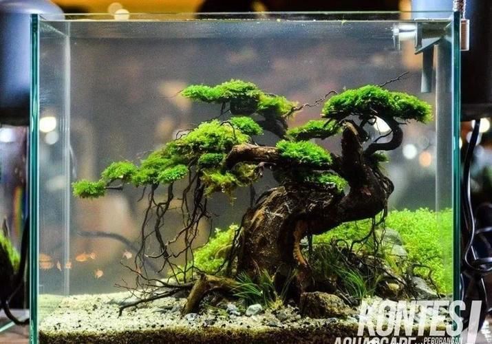 如何種植和養(yǎng)護(hù)這些水草，北京地區(qū)家庭水族養(yǎng)護(hù)水草種植與養(yǎng)護(hù)的核心技術(shù)要求