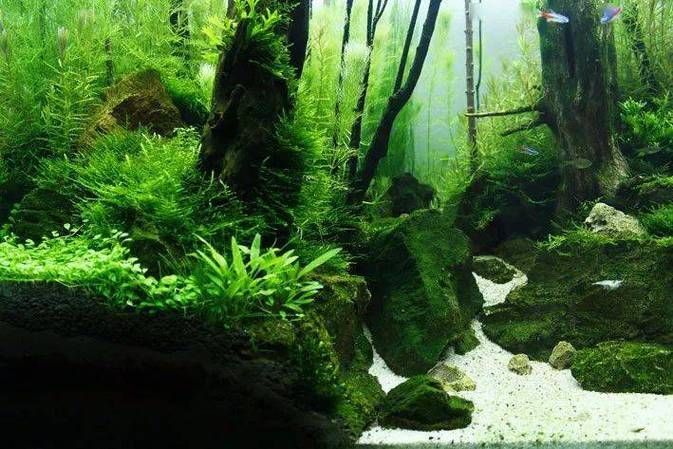如何種植和養(yǎng)護(hù)這些水草，北京地區(qū)家庭水族養(yǎng)護(hù)水草種植與養(yǎng)護(hù)的核心技術(shù)要求
