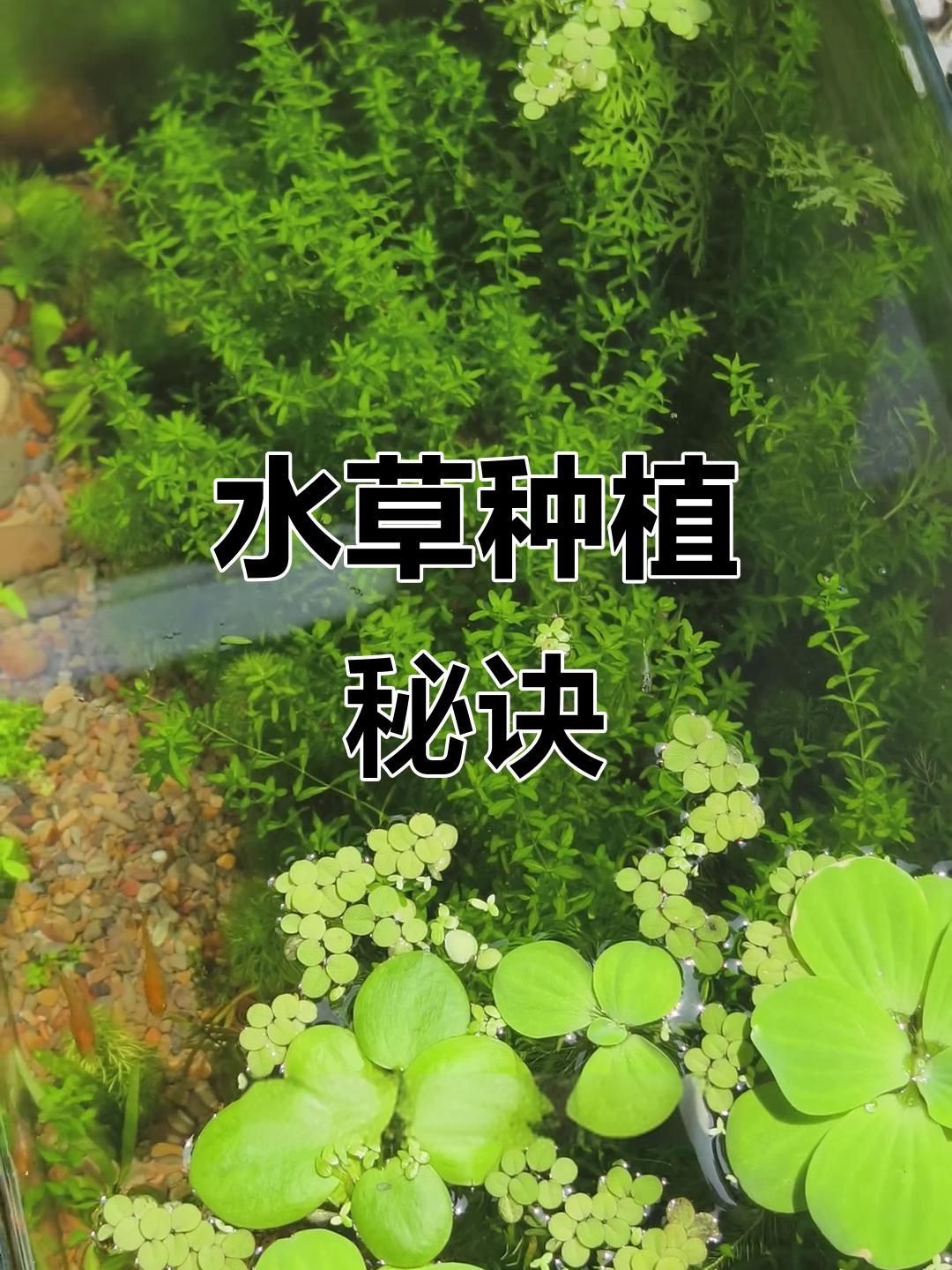 如何種植和養(yǎng)護(hù)這些水草，北京地區(qū)家庭水族養(yǎng)護(hù)水草種植與養(yǎng)護(hù)的核心技術(shù)要求