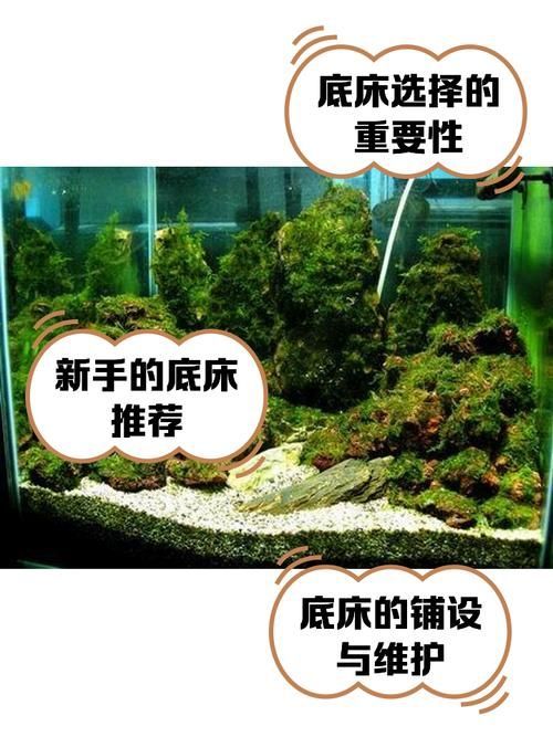 如何種植和養(yǎng)護(hù)這些水草，北京地區(qū)家庭水族養(yǎng)護(hù)水草種植與養(yǎng)護(hù)的核心技術(shù)要求